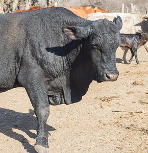 阿根廷乡村的黑公牛brangus