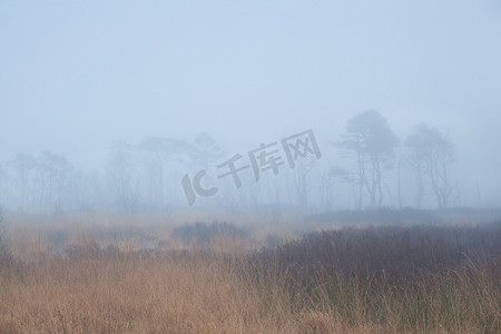 无声风景摄影照片_浓雾中的树木剪影