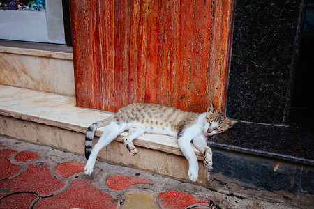 流浪猫摄影照片_印度孟买的流浪猫