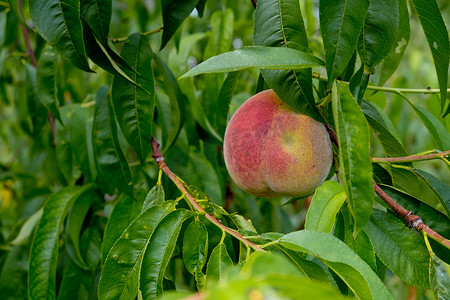 没有食欲摄影照片_成熟的桃子在树叶间的树上。