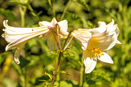 与花、中世纪标志和药用植物的帝王百合