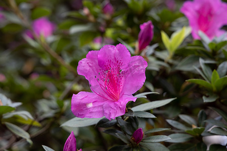 精致的粉红色杜鹃花 Simsii 开花