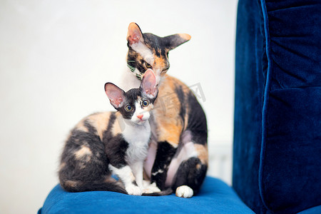 过敏原摄影照片_沙发上坐着两只毛茸茸的三色斯芬克斯猫。