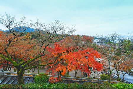 开化清水鱼摄影照片_清水寺美丽的秋叶。