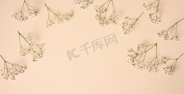 米色花朵摄影照片_米色背景上有白色花朵的满天星分支，顶视图