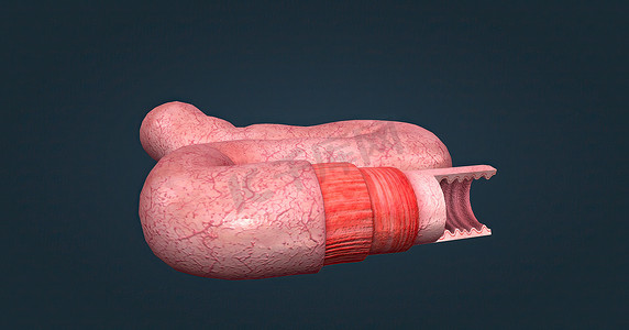细胞学摄影照片_人体肠道具有吸收消化产物的功能，并具有执行此功能的特殊结构。