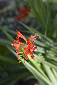 Montbretia 路西法