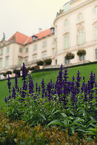 皇家背景摄影照片_背景中美丽的紫罗兰花城堡花园与维斯杜拉河一侧的华沙皇家城堡相邻。