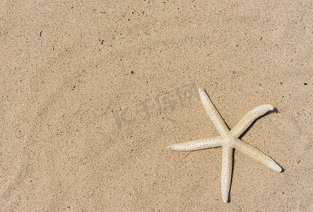在沙滩背景的海星