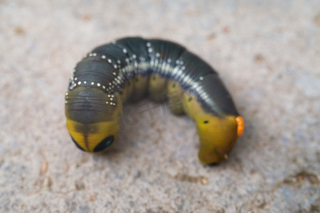 来自欧洲森林和林地的夹竹桃天蛾毛虫 Daphnis nerii。