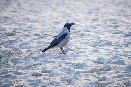 波兰波罗的海海滩上的蒙面乌鸦