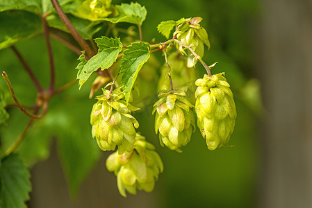 成熟的啤酒花球果、啤酒香料和药草