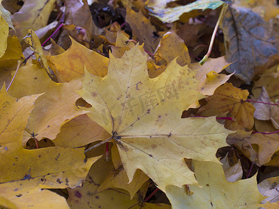 关闭黄色和棕色落下的湿枫树和山毛榉树叶，秋季自然背景