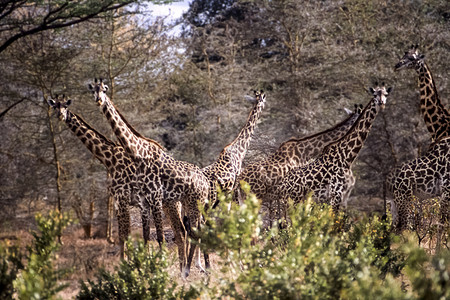 漂亮长颈鹿摄影照片_长颈鹿