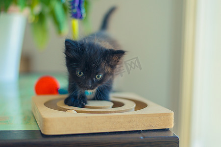 小黑猫摄影照片_有趣的小黑猫在玩木制玩具