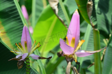 Musa ornata（开花香蕉） Banana bua luang