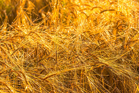 穗子摄影照片_清晨，在一片农田里日出，成熟的黑麦金黄的穗子上覆盖着露水。