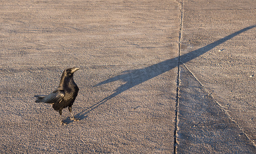 关闭大乌鸦，Corvus corax common，美丽的野生黑鸟栖息在柏油路上，在 La Palma Roque De Los Muchachos 的最高峰乞讨食物。