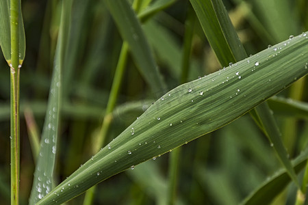 绿色甘蔗叶上的小水滴