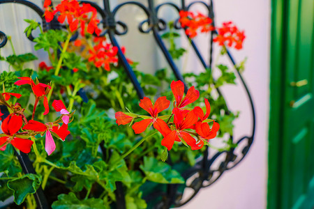 窗台上美丽的花朵，街道装饰，红色鲜艳的小花。