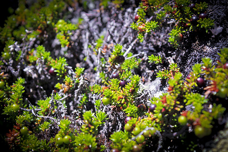 森林莓摄影照片_挪威的黑色挪威红莓、水果和植物。