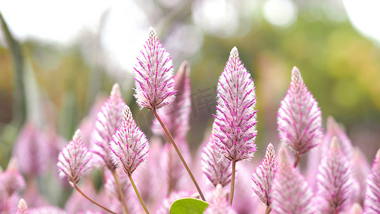 Tiarella 天空火箭粉红色花朵特写