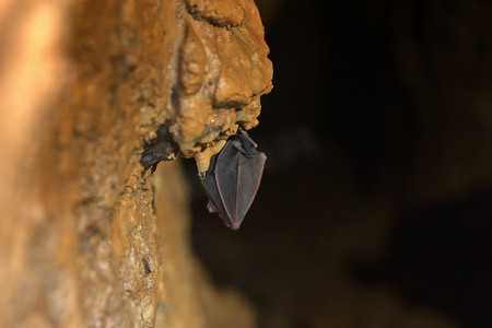 睡在山洞里的蝙蝠