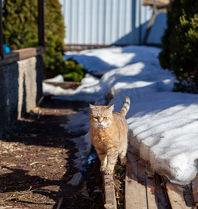 春天，一只漂亮的条纹猫在房子附近的露台上散步
