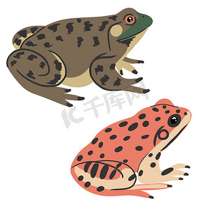 加利福尼亚红腿蛙 Rana draytonii 和美国牛蛙的手绘插图。