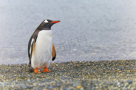 南美摄影照片_南美阿根廷乌斯怀亚火地岛的巴布亚企鹅