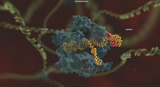 长 RNA 骨架与 DNA 结合，预先设计的序列将 Cas9 引导至基因组中的正确位置。