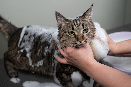 洗澡洗头摄影照片_女人在美容院给一只虎斑灰猫洗头。