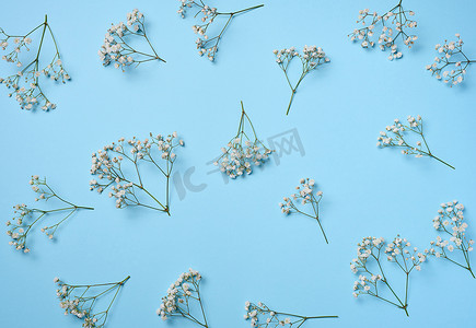 蓝色背景上开着白色花朵的满天星分支，顶视图。