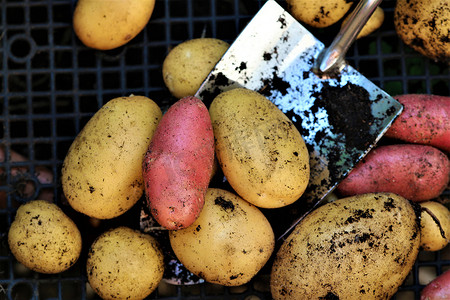 彩色马铃薯摄影照片_小勺混合彩色土豆