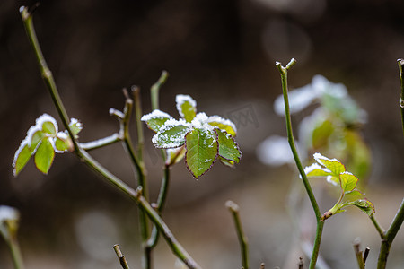 植物绿叶上的第一场雪