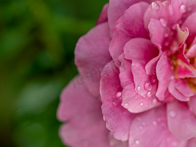 精美花卉花卉摄影照片_作为自然背景的精美 Claude Brasseur 玫瑰花粉和花瓣