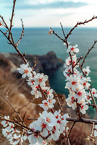 开着白花的杏树枝在蔚蓝的大海上