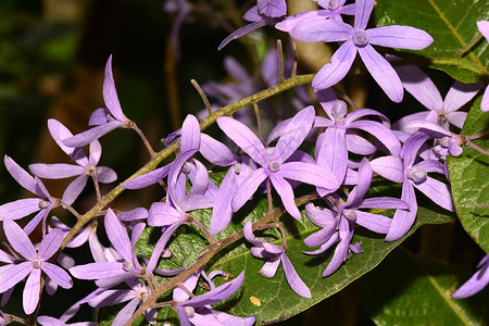 盛开的紫砂纸藤花，皇后区花环，紫色花环