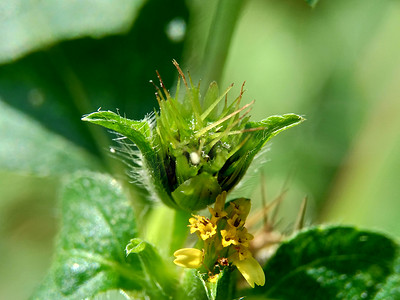 战火摄影照片_具有自然背景的节点杂草（也称为 Synedrella nodiflora、synderella 杂草）的宏观照片。