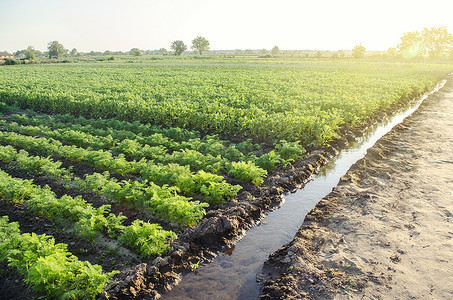 胡萝卜土豆摄影照片_绿色胡萝卜和马铃薯灌木浇灌种植园景观。