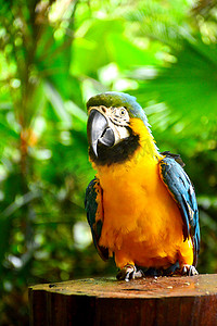 在 Lok Kawi 野生动物园的 Ara 金刚鹦鹉鹦鹉