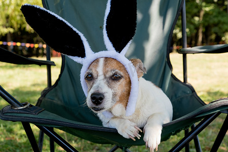 可爱的杰克罗素梗犬坐在椅子上，头戴滑稽的兔耳帽。