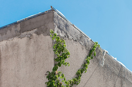 混凝土房屋墙上的天然植被常春藤绿藤