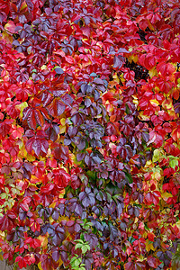 在阳光明媚的日子里，美丽的参差不齐的红叶 Parthenocissus quinquefolia。