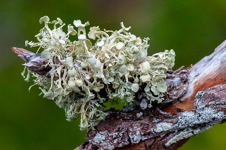 亚热带植物摄影照片_美国佛罗里达州热带植物树枝上的绿色附生地衣