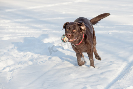 棕色拉布拉多猎犬在寒冷的冬日在雪地里玩耍。冬天在院子里玩游戏。快乐的宠物。