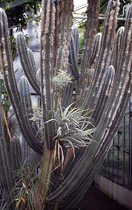 横柱状图摄影照片_美国沙漠中的柱状仙人掌树