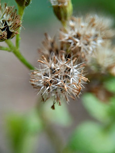 鸡尾摄影照片_宏观拍摄 Bandotan (Ageratum conyzoides) 是属于菊科部落的一种农业杂草。