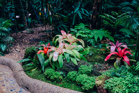 花园中的瓮凤梨热带植物
