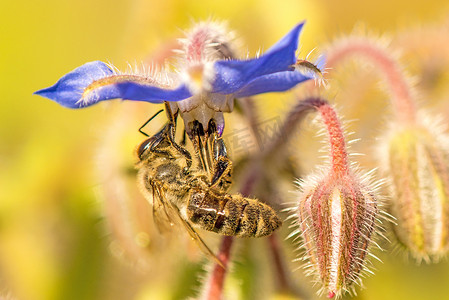 琉璃摄影照片_琉璃苣花上的蜜蜂